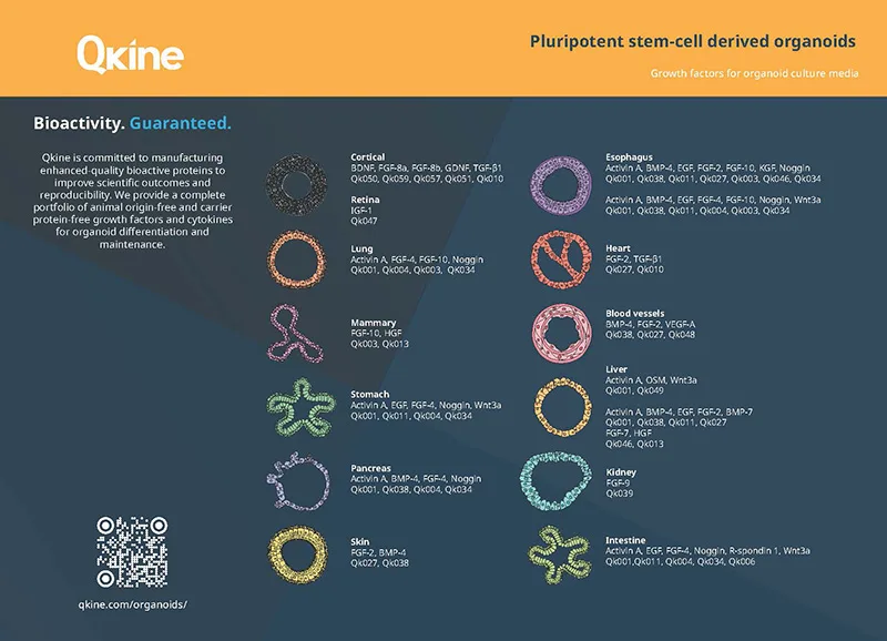 Qkine Pluripotent Organoid A4 Poster v1.3 2025_Page_1 web Qkine Pluripotent Organoid A4 Poster v1.3 2025_Page_1 web