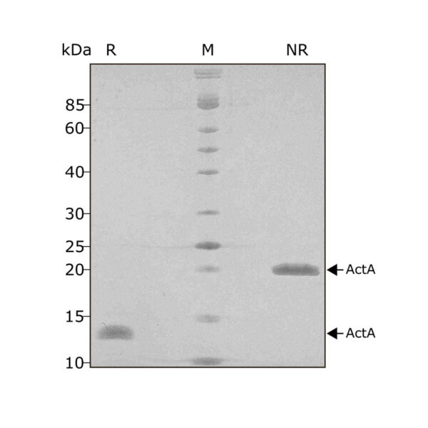 Recombinant mouse/rat activin A PLUS™ protein (Qk014) - Image 3