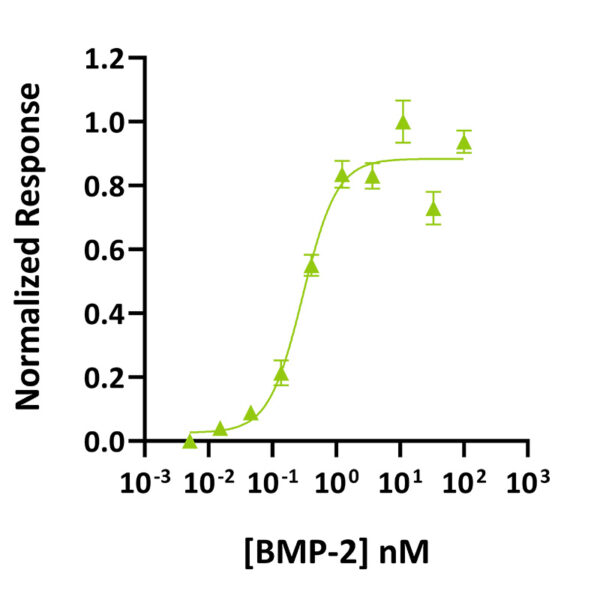 Recombinant mouse/rat BMP-2 protein (Qk009) - Image 2