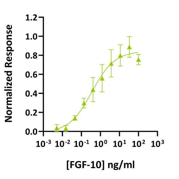 Recombinant rat FGF-10 protein (Qk016) - Image 2