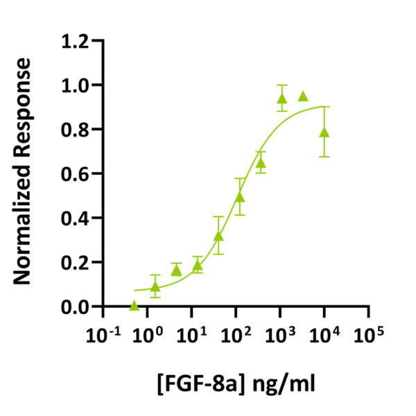 Recombinant mouse/rat FGF-8a protein (Qk020) - Image 2
