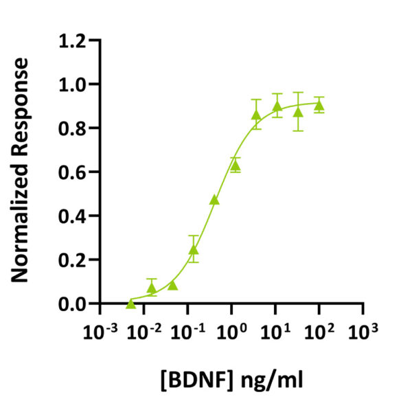 Recombinant rat BDNF protein (Qk023) - Image 2
