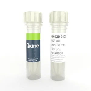 Recombinant mouse/rat FGF-8a protein (Qk020)