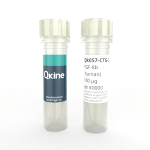 Recombinant human FGF-8b protein (Qk057-CTG)