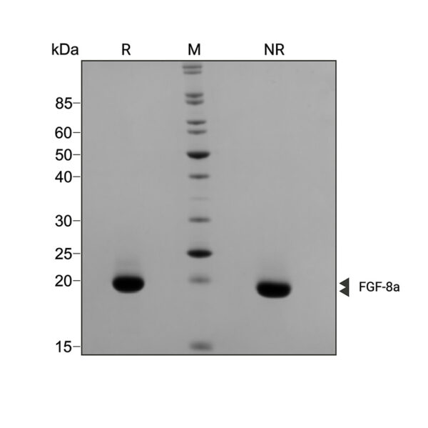 Recombinant mouse/rat FGF-8a protein (Qk020) - Image 3