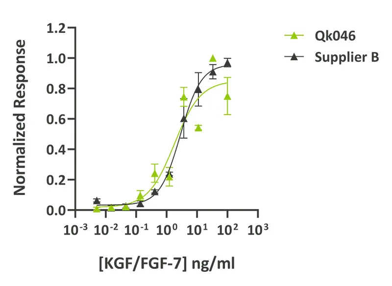 Recombinant human KGF (FGF-7) protein (Qk046) - Image 4