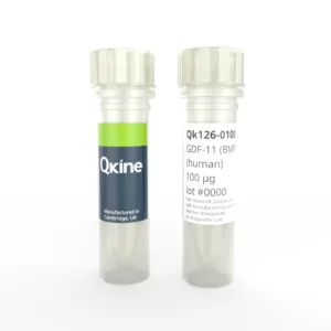 Recombinant human GDF-11 (BMP-11) protein (Qk126)