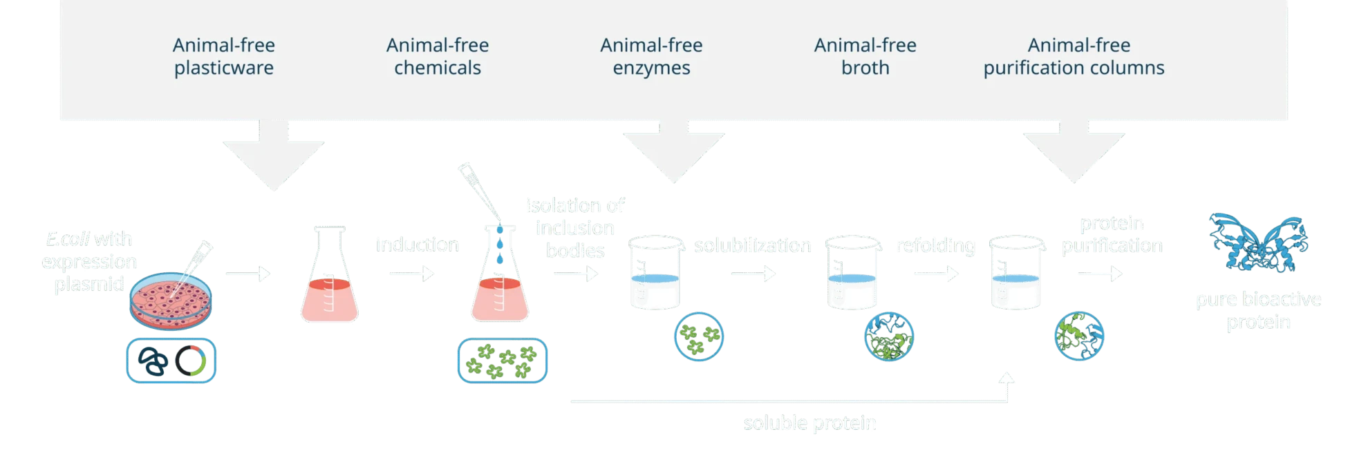 Animal-free-web-graphic-scaled